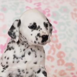 Adora - Dalmatian puppy in Cottage Grove, Oregon from Hidden Hills Dalmatians