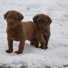 Chesapeake Bay Retriever Puppies from Pond Hollow Chesapeakes