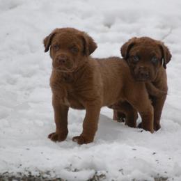 Chesapeake Bay Retriever Puppies from Pond Hollow Chesapeakes