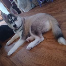 Ghost - Pomsky