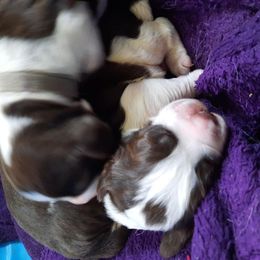 English Springer Spaniel Puppies from Brambleberry Springers