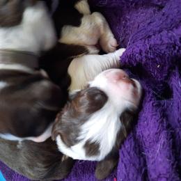 English Springer Spaniel Puppies from Brambleberry Springers
