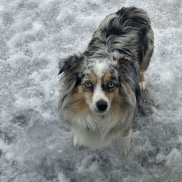 Oakley - Miniature Australian Shepherd
