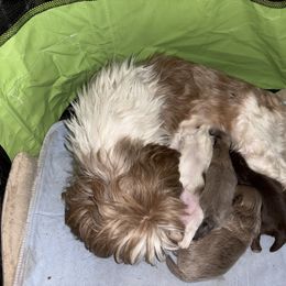 Shih Tzu Puppies from Casa de Santiago