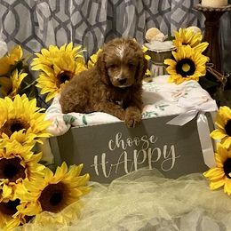 Boy 1 - Cavapoo puppy in Mc Kinney, Texas from Brookstone Cavapoos