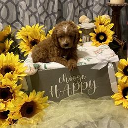 Boy 1 - Cavapoo puppy in Mc Kinney, Texas from Brookstone Cavapoos