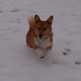 Bentley - Pembroke Welsh Corgi