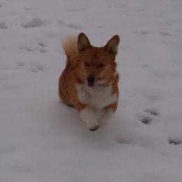 Bentley - Pembroke Welsh Corgi