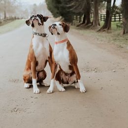Boxer All Grown Up from Olde Mill Town Boxers