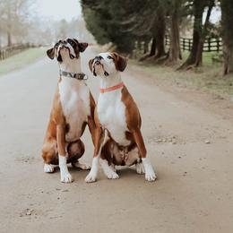 Boxer All Grown Up from Olde Mill Town Boxers