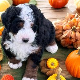 Bernedoodle Puppies from Land of Oz Doodles