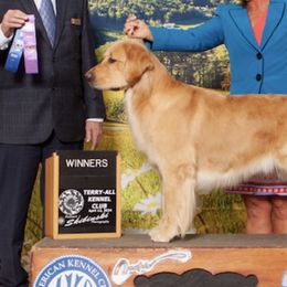 Golden Retrievers from Adelaide’s Great Danes and Golden Retrievers