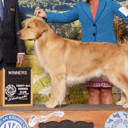 Golden Retrievers from Adelaide’s Great Danes and Golden Retrievers