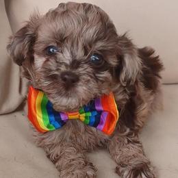 Shihpoo puppies from Route 66 Poodles & Doodles, Sapphire Shih-tzu's of Ohio