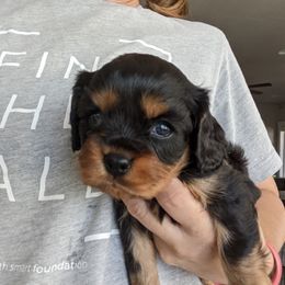 Boy 1 - Cavalier King Charles Spaniel puppy in Layton, Utah from Shakespeare's Cavaliers