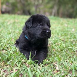 German Shepherd Puppies from Zwinger vom Schneider Wald