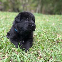 German Shepherd Puppies from Zwinger vom Schneider Wald