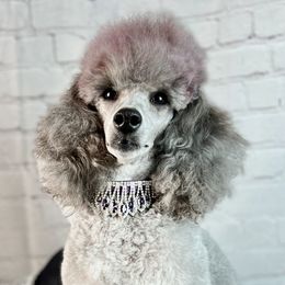 Sylvia - Poodle