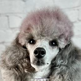 Sylvia - Poodle