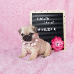 French Bulldog and Pug Puppies from FurEver Canine