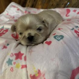 Coffee - Cream and white female Shih Tzu puppy in Bluffton, South Carolina from Cuddly Coastal Cuties