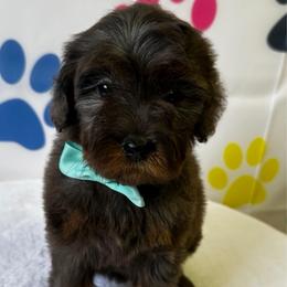 Teal Girl - Merle female Bernedoodle puppy in Horseshoe Bend, Idaho from Over the Moon Poodles and Doodles