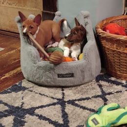 Basenji Puppies from Royal Basenji