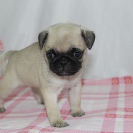 Kai - Fawn female Pug puppy in Morton, Illinois from Dream on puppies