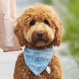 Auburn - Goldendoodle