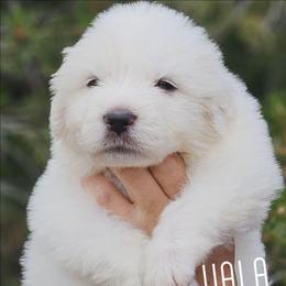 VALA - White female Great Pyrenees puppy in Trinidad, Colorado from Prospect Pyrenees