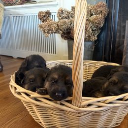 German Shepherd Puppies from Von Vollblut Shepherds