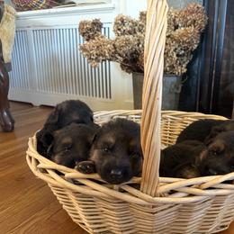 German Shepherd Puppies from Von Vollblut Shepherds