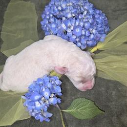 Yoda - Cream male Aussiedoodle puppy in Cumberland, Rhode Island from W Doodle Crew