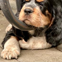 LittleFoot - Black white and tan male English Springer Spaniel puppy in Livingston, Montana from Yellowstone Springers