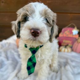 Canyon - Black Collar - Merle male Bernedoodle puppy in Buena Vista, Colorado from Mountain Poppy Bernedoodles