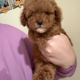 Bingo - Red male Assorted Doodle Crosses puppy in San Jacinto, California from Goldens and Doodles