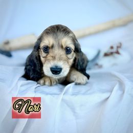 Nori - Sable female Dachshund puppy in Meadville, Pennsylvania from Four Seasons Dachshunds