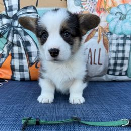 Kylo - Red male Pembroke Welsh Corgi puppy in Battle Ground, Washington from Westbrooke Kennels