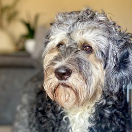 Willow - Bernedoodle