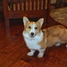 Iris - Red female Pembroke Welsh Corgi puppy in Kiowa, Colorado from Cool Water Corgis LLC