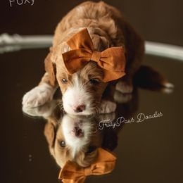 Goldendoodle Puppies from FrillyPaws Doodles