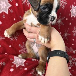 Boxer Puppies from Goose River Boxers Co
