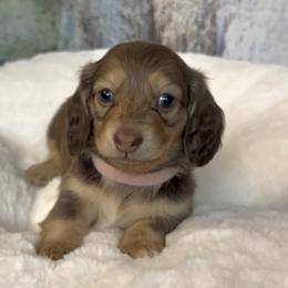 Deja's Chocolate Based Shaded Cream Girl - Cream female Dachshund puppy in Kalama, Washington from Dazzling Doxies