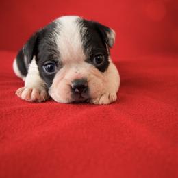 Rudy - Black and white male Boston Terrier puppy in Kentucky from Graceful Paws