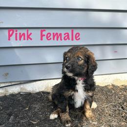 Pink - female Bernedoodle puppy in Delton, Michigan from Rocky Top Acres