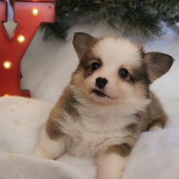 Sadie - Sable female Pembroke Welsh Corgi puppy in St. Charles, Iowa from Kim Boyle's Pembroke Welsh Corgis