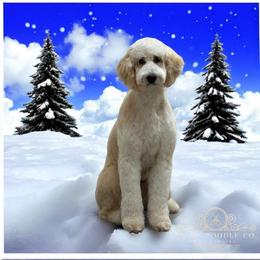 Mabel - Bernedoodle
