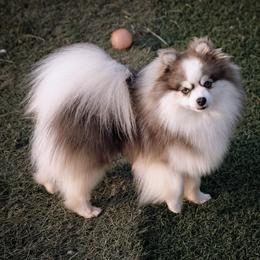 Ice Man - Pomsky