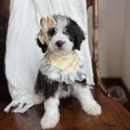 Be Mine - female Australian Mountain Doodle puppy in Iowa from Burkhart Family Puppies