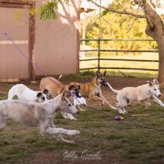 Borzoi Puppies from Rezance Borzoi